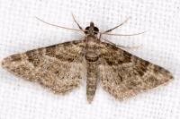 Gymnoscelis rufifasciata