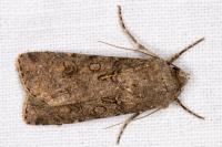 Agrotis segetum