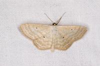 Scopula immutata