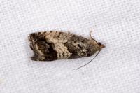 Cydia splendana