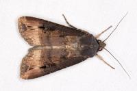 Agrotis ipsilon