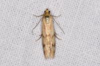Homoeosoma sinuella