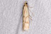 Homoeosoma sinuella