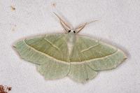 Campaea margaritaria