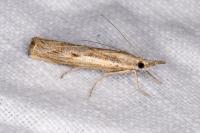 Agriphila geniculea