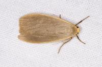 Collita griseola