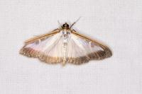 Cydalima perspectalis
