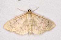 Patania ruralis