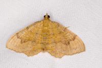Camptogramma bilineata