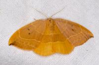 Watsonalla binaria