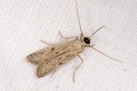 Phycitodes