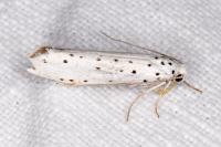 Yponomeuta