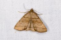 Herminia tarsicrinalis