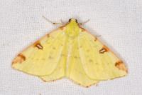 Opisthograptis luteolata