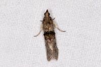 Nephopterix angustella
