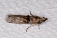 Nephopterix angustella