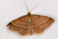 Scopula rubiginata