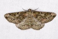Cleorodes lichenaria