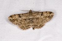 Peribatodes rhomboidaria