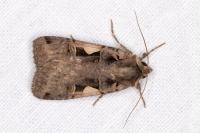 Xestia c-nigrum