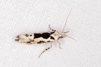 Ypsolopha sequella