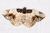 Ligdia adustata