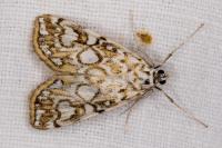Elophila nymphaeata