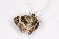 Epirrhoe alternata