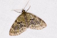 Acasis viretata