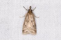 Eudonia pallida