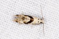 Nemapogon clematellus