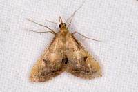 Endotricha flammealis