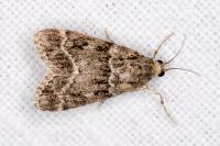 Eudonia mercurella