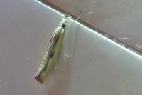 Agriphila inquinatella