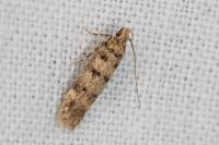 Bryotropha domestica