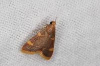 Hypsopygia costalis