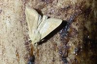 Mythimna vitellina