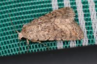 Caradrina clavipalpis