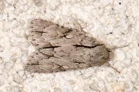 Acronicta
