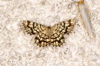 Chiasmia clathrata