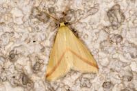 Rhodometra sacraria