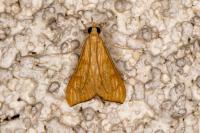 Antigastra catalaunalis