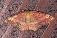 Scopula rubiginata