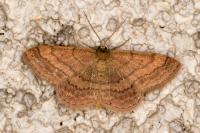Scopula rubiginata