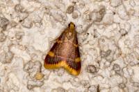Hypsopygia costalis
