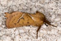 Triodia sylvina