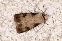 Agrotis puta