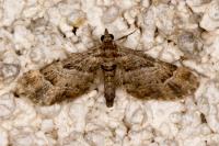 Gymnoscelis rufifasciata