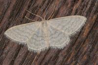 Idaea subsericeata