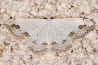Scopula ornata
